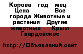 Корова 1 год 4 мец › Цена ­ 27 000 - Все города Животные и растения » Другие животные   . Крым,Гвардейское